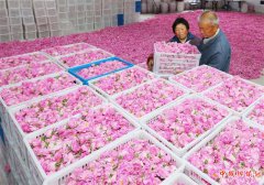 <b>江苏海安：玫瑰香溢致富路</b>