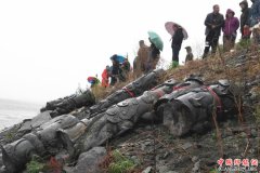 <b>黑龙江：从松花江江中捞出7段“盘龙石柱”</b>