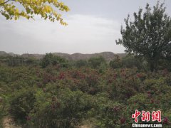 <b>甘肃永登玫瑰花种植成产业 “以花促旅”助农增收</b>