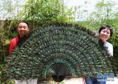 <b>重庆：蓝孔雀开启“致富屏”</b>