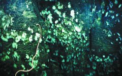 <b>南海甘泉海台首次发现冷水珊瑚群</b>