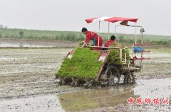 <b>“小满”将至农事忙</b>