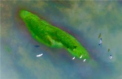 <b>生态环境持续改善 巴南中坝岛上白鹭飞</b>