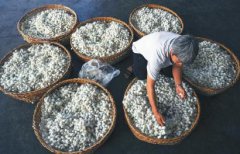 <b>小蚕茧打入国际大市场</b>