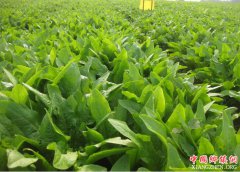 <b>贵州钟山区：念好“蔬菜经” 走上致富路</b>