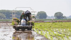 <b>昔日盐碱地 今日插秧忙</b>