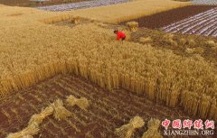 <b>多地小麦开镰收割</b>