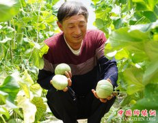 <b>陕西吴起：大棚香瓜助农增收</b>