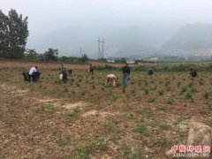 <b>陕西：华州区杏林镇龙山村开展义务除草活动</b>