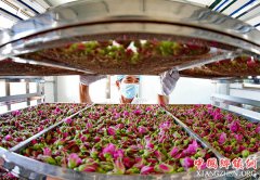 <b>河北邢台：玫瑰飘香致富路</b>