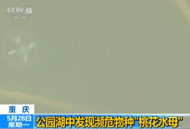重庆一公园发现桃花水母
