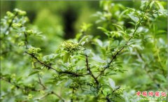 <b>四川：广元朝天五七村变身藤椒世界</b>