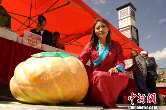 果蔬多达136种西藏白朗县变成“百果园”