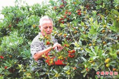 <b>四川纳溪：六旬老农玩微信 稳坐家中卖杨梅</b>