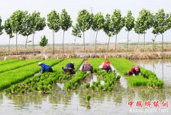 <b>江苏连云港：海水稻 插秧忙</b>