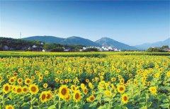 <b>广西武宣县：“赏花＋”拉长多元产业链</b>