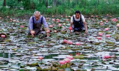 <b>“荷花之乡”转型助增收</b>