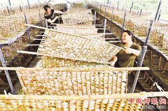 <b>重庆黔江：桑蚕长成大产业</b>