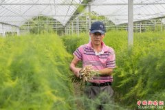 <b>湖州长兴：小芦笋助力增收</b>