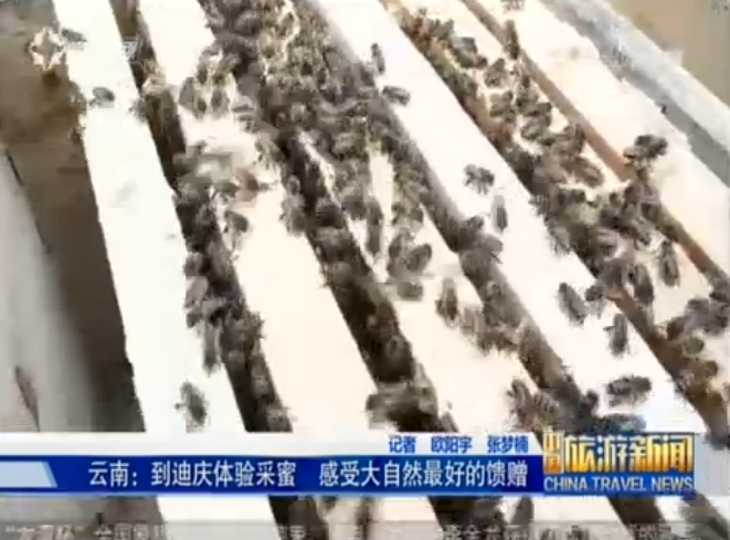 <b>云南：原生态蜂蜜引客来</b>