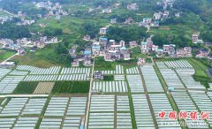 <b>湖北恩施：“设施农业”助乡村振兴</b>