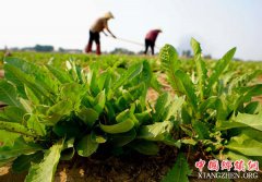 <b>河北玉田:野菜种植促增收</b>