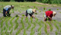 <b>麦收过后忙插秧</b>