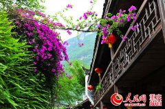 <b>酉阳：三角梅开满龚滩古镇</b>