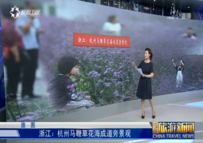 浙江：杭州马鞭草花海成道旁景观