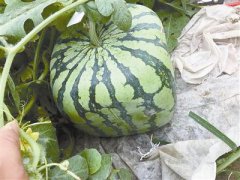 <b>惊奇！宁波人种出“方形西瓜”</b>