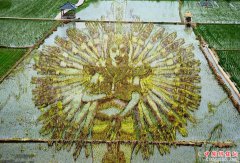 <b>沈阳现巨型3D稻田画 《千手观音》、《葫芦娃》等</b>