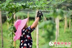 <b>贵州丹寨：“一土多用”助农增收</b>