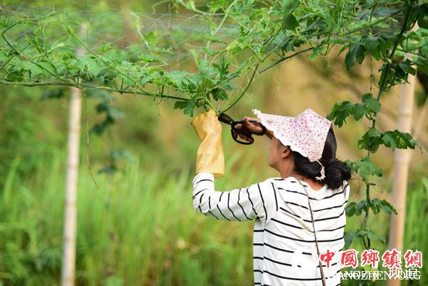 6月7日，在贵州省黔东南苗族侗族自治州丹寨县排调镇巫起村，农户在修剪吊瓜。（杨武魁 摄）