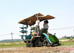 山东郯城：“机保姆”统包揽  育苗插秧“一条龙”