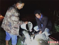 <b>郯城：挑灯夜战保丰收</b>
