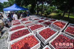 <b>浙江长兴：杨梅产业帮扶 助力村民增收</b>