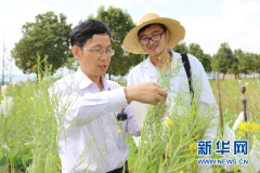 <b>湖南农大教授刘忠松：破译油菜种子“变色”的密码</b>