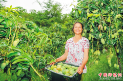 <b>爱心帮“芒” 电商企业为陵水果农拓宽芒果销路</b>
