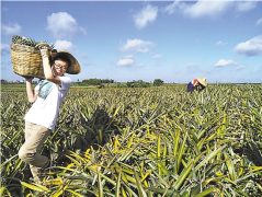 <b>17天卖出68万斤菠萝！科学生产，不再滞销</b>
