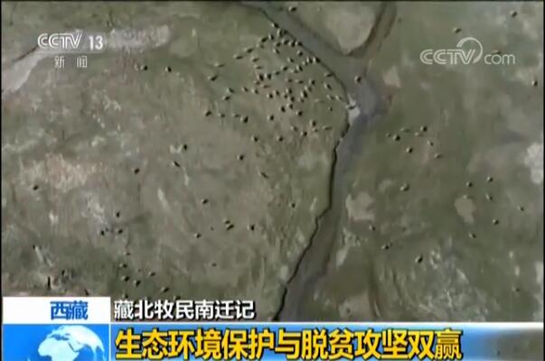 给藏羚羊佩戴北斗卫星跟踪项圈