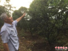 <b>陕西莲花寺镇：花椒地里解民难  增收致富有信心</b>