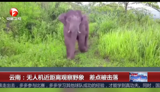 云南：无人机近距离观察野象  差点被击落