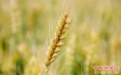 <b>2018年小麦最低收购价政策有“八变”</b>