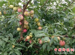 <b>巴南：四季瓜果扮靓美丽乡村</b>