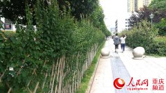 <b>铜梁：绿篱作院墙 生态又时尚</b>