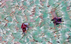 <b>河北：毛庄镇笤帚出口助增收</b>