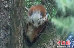 <b>河北省滦平县发现珍稀动物鼯鼠 长得“六不像”</b>