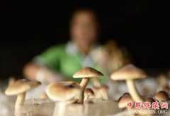 <b>贵州松桃：变废为宝发展食用菌产业</b>