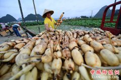 <b>广西柳州：万亩荷塘迎丰收</b>