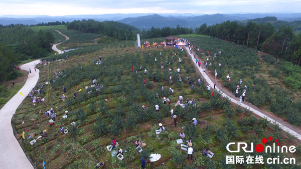 图片默认标题_fororder_花椒采摘比赛（平昌县委宣传部-供图）